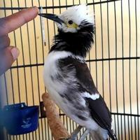 Gambar Jalak Hongkong gacoran mantap dari fauna jaya undefined 1 Tokopedia