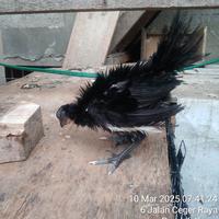 Gambar Anakan Ayam Ketawa 100% Asli Sepasang Usia Tiga Bulan Ayam Sehat Lincah Dari Ternak Sendiri Harga Untuk Sepasang dari smoga berkah jaya undefined 4 Tokopedia