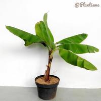 Gambar fresh Brazilian Dwarf Bananas | Pohon Pisang Brazil Mini Bonsai | Indoor murah dari best tree undefined 3 Tokopedia