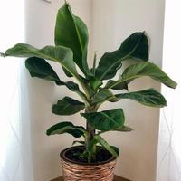 Gambar fresh Brazilian Dwarf Bananas | Pohon Pisang Brazil Mini Bonsai | Indoor murah dari best tree undefined 1 Tokopedia