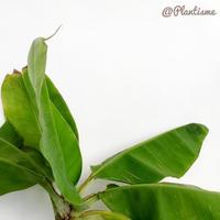 Gambar fresh Brazilian Dwarf Bananas | Pohon Pisang Brazil Mini Bonsai | Indoor murah dari best tree undefined 2 Tokopedia