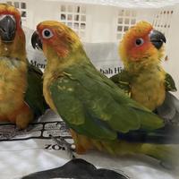 Gambar anakan burung sunconure (SC) dari Doriz Shop undefined 1 Tokopedia