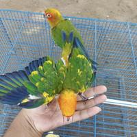 Gambar anakan burung sunconure (SC) dari Doriz Shop undefined 2 Tokopedia