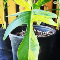 Gambar philo florida beauty variegata - philodendron florida beauty variegata dari Taman Alami undefined 3 Tokopedia