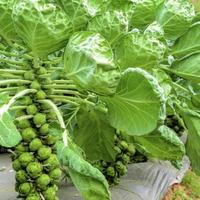 Gambar Ready Bibit Unggul Brussels Sprout | Benih Kubis Brussels | Baby Kol dari omahwangi88 undefined 3 Tokopedia