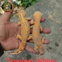 Gambar Leopard Gecko, sepasang Indukan dari Rizki Balikpapan OLShop undefined 1 Tokopedia