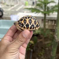 Gambar Kura kura indian star size 5,3cm dari ilalang_tortoise undefined 2 Tokopedia