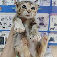 Gambar Kitten Scottish Fold  lepas adopsi dari Yoga Online.Shop undefined 3 Tokopedia