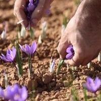 Gambar Ready Bibit Unggul Bunga Saffron|Benih Bunga Safron|Bunga Pacar|Bunga Sapron dari omahwangi88 undefined 2 Tokopedia