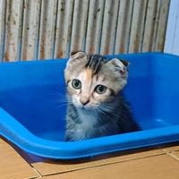 Gambar Kitten Scottish Fold  lepas adopsi dari Yoga Online.Shop undefined 4 Tokopedia