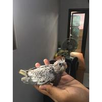 Gambar Lolohan Anakan Parkit Australia Falk Biasa dan Lutino - Biasa dari burungmerpati123 undefined 2 Tokopedia