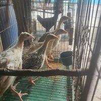 Gambar ANAK KALKUN / AYAM KALKUN dari all brothers undefined 2 Tokopedia