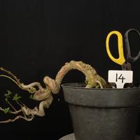 Gambar 14 - Bahan Bonsai Sancang Cascade / Air Terjun dari Aura Bonsai Sragen undefined 1 Tokopedia