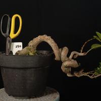 Gambar 14 - Bahan Bonsai Sancang Cascade / Air Terjun dari Aura Bonsai Sragen undefined 2 Tokopedia