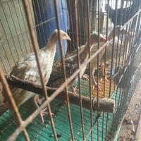 Gambar ANAK KALKUN / AYAM KALKUN dari all brothers undefined 3 Tokopedia