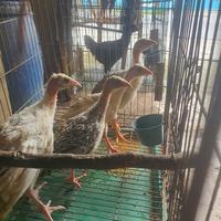 Gambar ANAK KALKUN / AYAM KALKUN dari all brothers undefined 1 Tokopedia