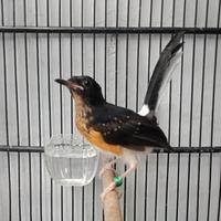 Gambar Murai Medan trotol jantan rajin bunyi dari AL Birdshop undefined 1 Tokopedia