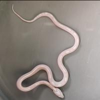 Gambar Ular Cornsnake Corn Snake Snow Motley Pinstripe dari GALLERY REPTILE undefined 4 Tokopedia