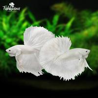 Gambar Ikan Cupang Halfmoon (HM) White Platinum GRADE A dari FISHKINIANSTORE undefined 1 Tokopedia