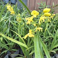 Gambar Tanaman Anggrek Tanah Golden Boy (KUNCUP) / Cymbidium Hybridum “Golden Boy” dari Rocketfield Plantary undefined 3 Tokopedia