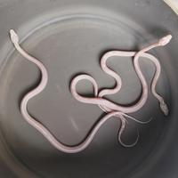 Gambar Ular Cornsnake Corn Snake Snow Motley Pinstripe dari GALLERY REPTILE undefined 1 Tokopedia