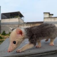 Gambar musang pandan super mozaik dari Arsyila Aquatic undefined 1 Tokopedia