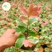 Gambar pohon pretty pink tanaman dari Alfatih-garden undefined 1 Tokopedia