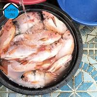 Gambar Ikan Mujair Nila Kakap Fresh/Bumbu Kuning Budidaya Rumah Tani - Bumbu Kuning dari RUMAH TANI DEPOK undefined 4 Tokopedia
