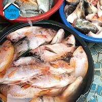 Gambar Ikan Mujair Nila Kakap Fresh/Bumbu Kuning Budidaya Rumah Tani - Bumbu Kuning dari RUMAH TANI DEPOK undefined 3 Tokopedia