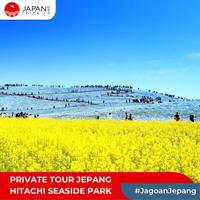 Gambar Private Tour Jepang Hitachi Seaside Park - 6 Seater dari japantrips undefined 5 Tokopedia