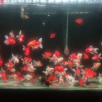 Gambar ikan hias koki murah mix size 6-9cm dari EL Goldfish Tangerang undefined 4 Tokopedia