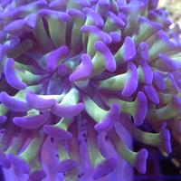 Gambar Karang Kuku Cabang Ijo Ungu dari Marina Aquarium Solo undefined 4 Tokopedia