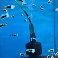 Gambar ikan hias guppy sepasang ikan hias dari RaffaAquatic_NEW undefined 1 Tokopedia