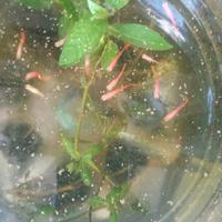 Gambar ikan Guppy afr merah dan dragon dari airafish28 undefined 3 Tokopedia