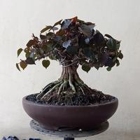 Gambar BONSAI WARU MERAH TOP BOGEL dari TURNIP'S UYEAAAAAAAH undefined 4 Tokopedia