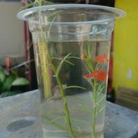 Gambar ikan Guppy afr merah dan dragon dari airafish28 undefined 5 Tokopedia