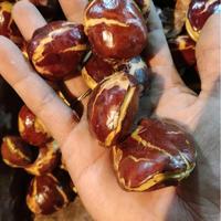 Gambar jengkol tua super 1000 gram / 500 gram Penapsu Makan Biar Tambah Gemoy nUg dari Den Bagus Nganu undefined 5 Tokopedia