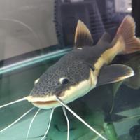 Gambar RTC ikan lele amazon ukuran 16-18cm dari RaffaAquatic_NEW undefined 1 Tokopedia