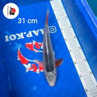 Gambar Ikan Koi Blitar Asagi Tulungagung - Orange dari RAP Koi undefined 3 Tokopedia