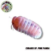 Gambar Isopod Cubaris sp. Pink Panda dari Atlanta Dartfrog undefined 1 Tokopedia