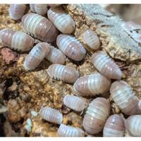 Gambar Isopod Cubaris sp. Pink Panda dari Atlanta Dartfrog undefined 2 Tokopedia