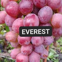 Gambar Bibit Anggur Everest rs SO4 1.5METER dari Dilan Ariansyah undefined 1 Tokopedia