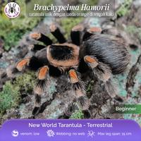 Gambar Brachypelma Hamorii Sling 1 cm Tarantula dari spider lover petshop undefined 1 Tokopedia