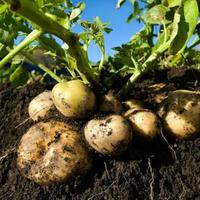 Gambar Bibit Pilihan Kentang Organic Baby Dieng | Biji Benih Kentang Dieng Baby | Kentang dari Sunnybeach undefined 3 Tokopedia