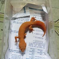 Gambar Mainan Gecko Sunglow Tomato Male / Female Poss Giant dari GeckoZian undefined 4 Tokopedia