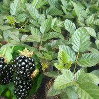 Gambar Bibit Tanaman Pohon Blackberry Kondisi Siap Berbuah Murah dari Toko Affan jaya abadi undefined 3 Tokopedia