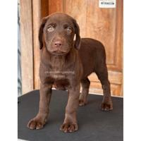 Gambar Labrador Puppy Betina Dengan Warna Menawan (960) dari DOG SOCIETY KENNEL undefined 3 Tokopedia