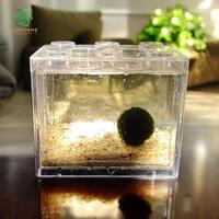 Gambar CUBESPHERE MARIMO HABITAT | GIFT KADO MOSS LUMUT KEBERUNTUNGAN JEPANG KODE 1416 dari Bumi Retawu undefined 2 Tokopedia