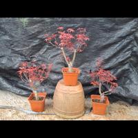 Gambar pohon Maple Jepang asli //// bibit bahan bonsai maple Jepang dari Tania Flowrist undefined 1 Tokopedia