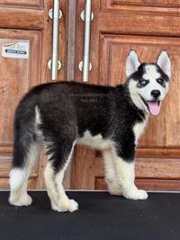 Gambar Siberian Husky Jantan Gagah dan Berani 183 dari DOG SOCIETY KENNEL undefined 3 Tokopedia